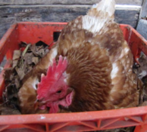 cute hen nesting in a milk carton box