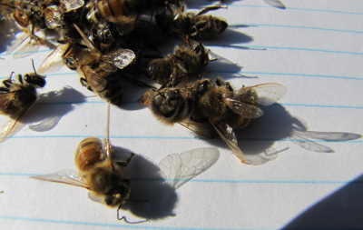 Dead honeybees
