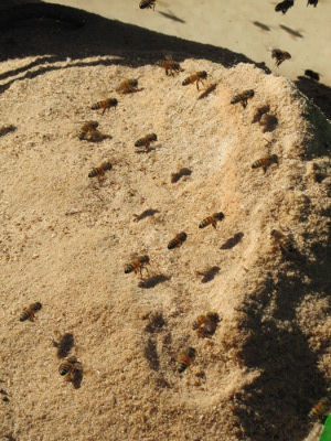 Bees visiting sawdust
