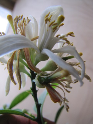 Meyer lemon flower