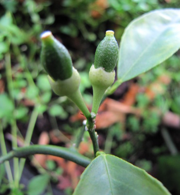 Young lemon fruits