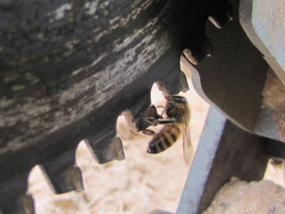 Honeybee on saw blade