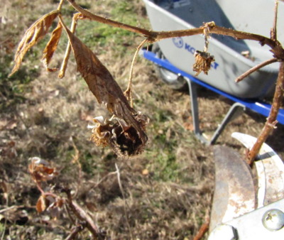 Cutting off the top of an everbearing raspberry cane