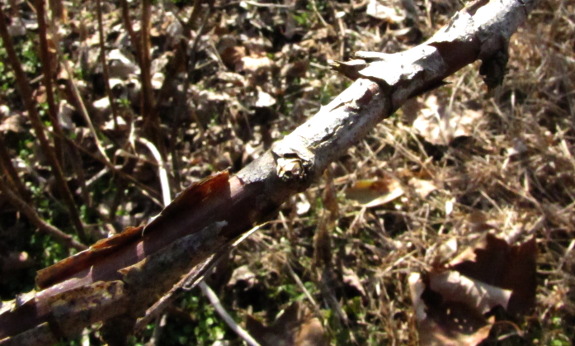 Dead raspberry cane with peeling bark