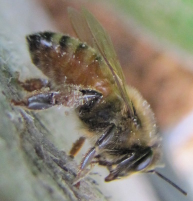 Fungi in a honeybee's pollen basket