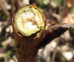 Living raspberry cane is green in cross section