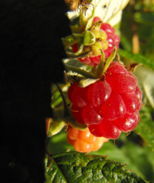 Ripe red raspberry