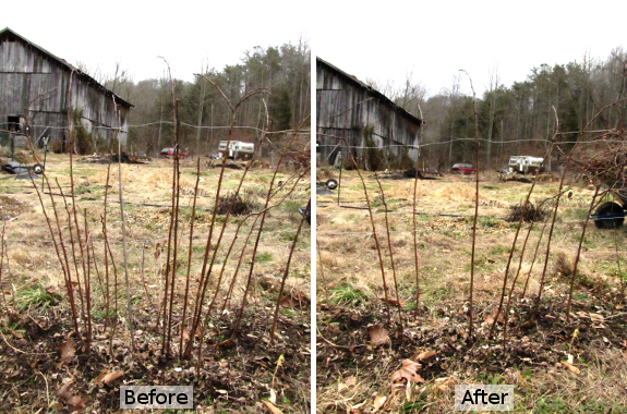 Before and after thinning raspberry canes