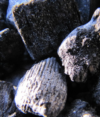 Chunks of biochar