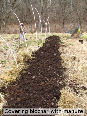 Covering the biochar with manure