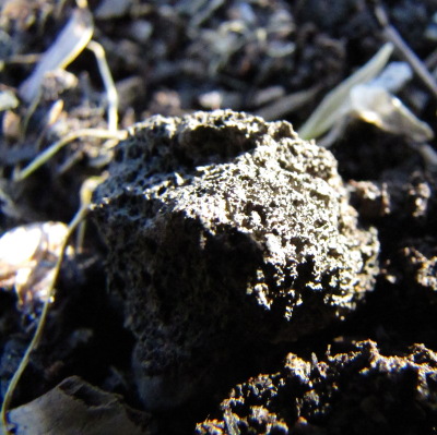 Charcoal in soil