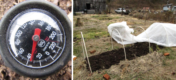 Planting lettuce under a quick hoop