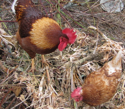 A rooster and hen