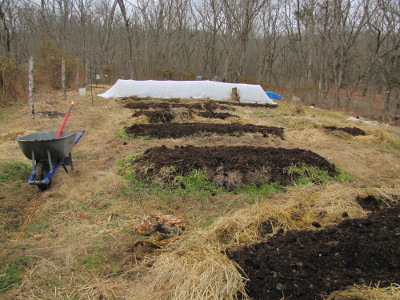 Spreading manure on the garden