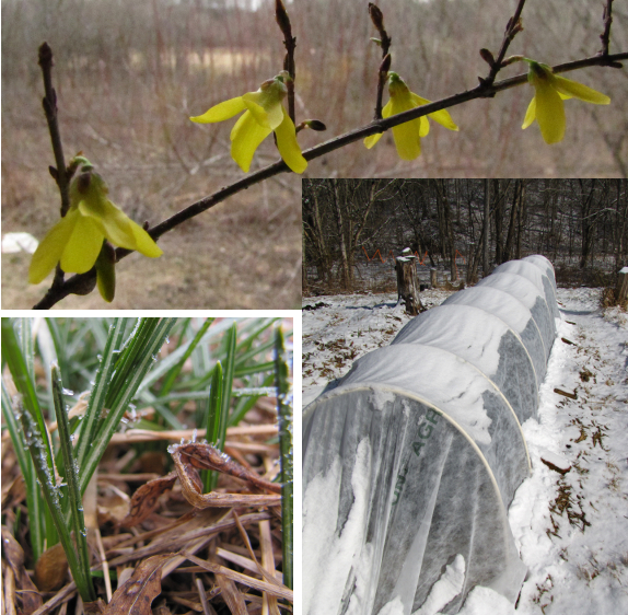 February on the farm