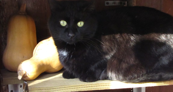 Butternut storage with semi-cute cat