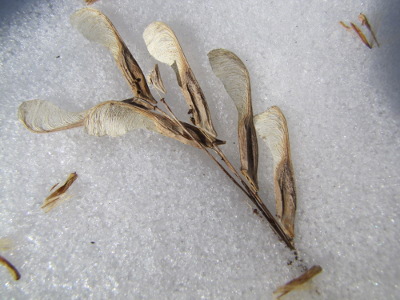 Box elder seeds in the snow