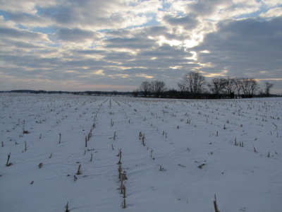 Snowy cornfield
