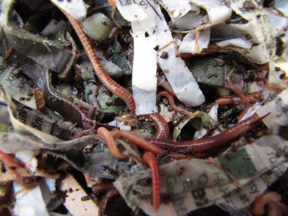 Compost worms