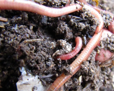 Worm castings vs. compost