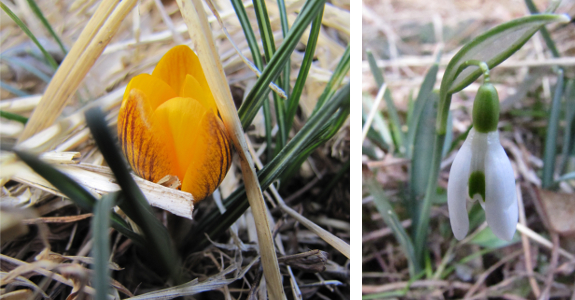 Crocus and snowdrop