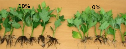 Effects of worm castings on roots