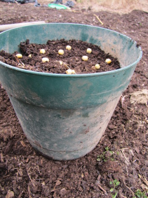 Starting peas in a pot for tendrils