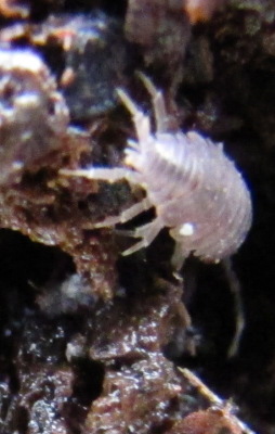 Sow bug in compost