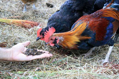 Black soldier fly chickens