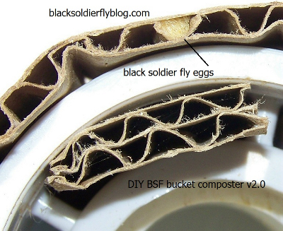 Black soldier fly eggs in cardboard