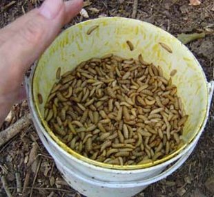 Black soldier fly larvae