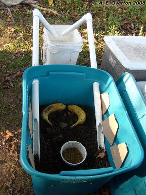 Simple, DIY black soldier fly bin