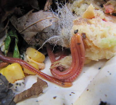 Worms eating moldy bread