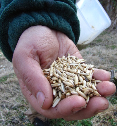 Oat seeds