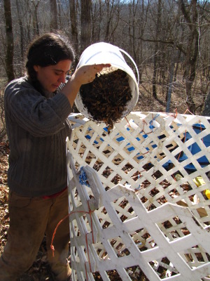 Adding wood chips to the compost pile