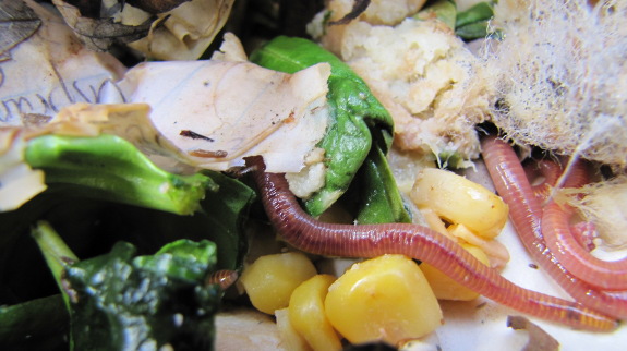 Worms composting food scraps