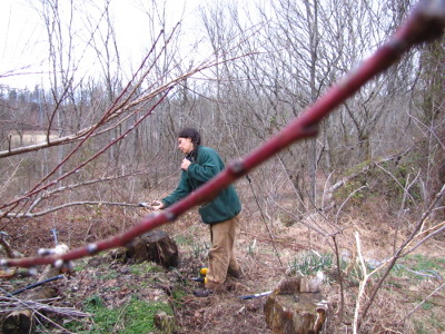 Pruning a peach tree