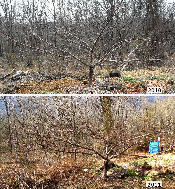 Pruning a peach to the open center system