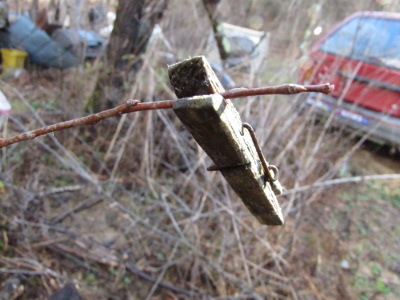 Training a fruit tree twig with a clothespin