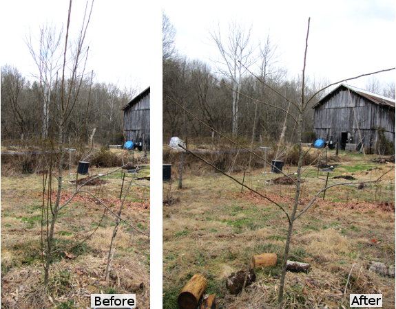 Training a pear tree