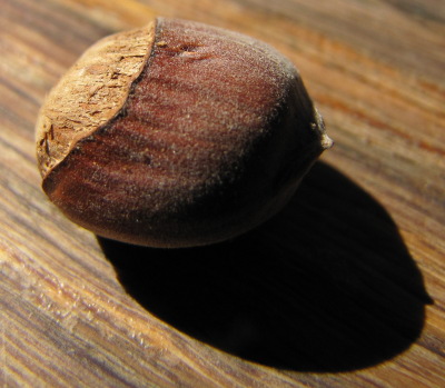 American hazel nut