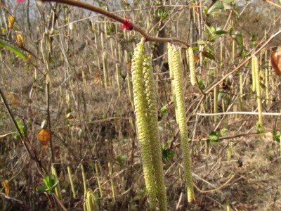 American hazel flowers