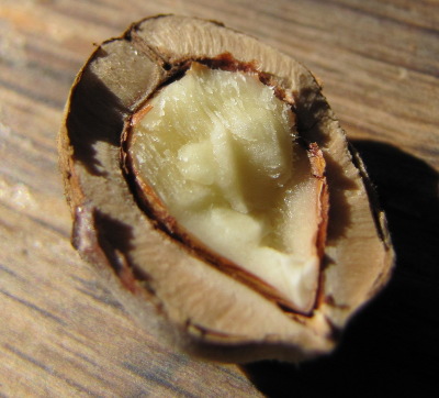 Thick shell and thin meat of an American hazel nut