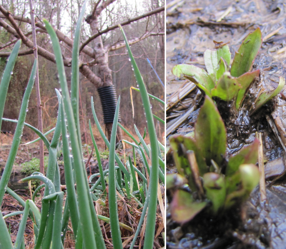 Egyptian onions and plantain in early spring