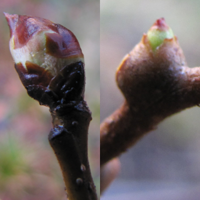 Pear and kiwi buds