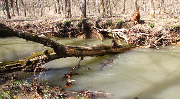 box elder tree across creek flowing hard