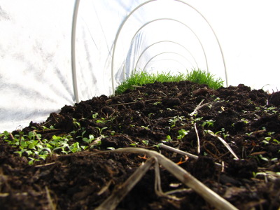 Lettuce seedlings in a quick hoop