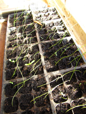 Onion seedlings