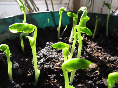 Peas sprouting in a pot