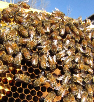 Bee brood